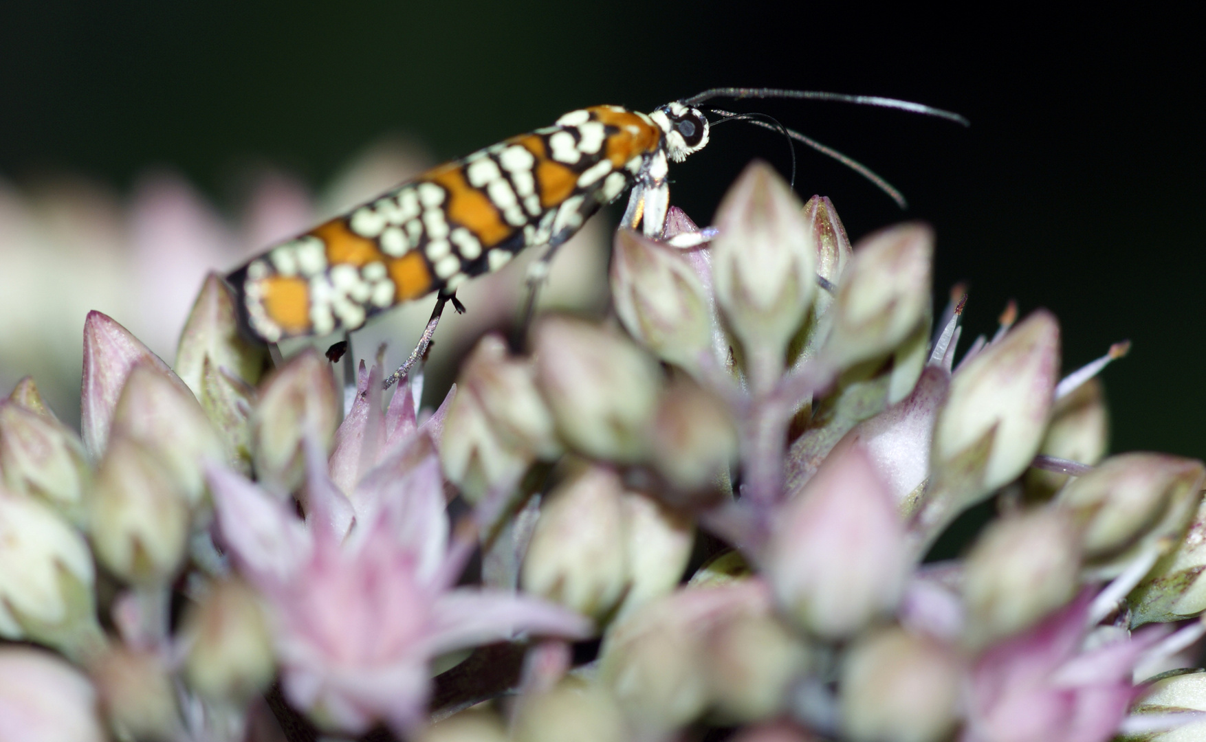 Ailanthus Webworm Moth