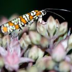 Ailanthus Webworm Moth