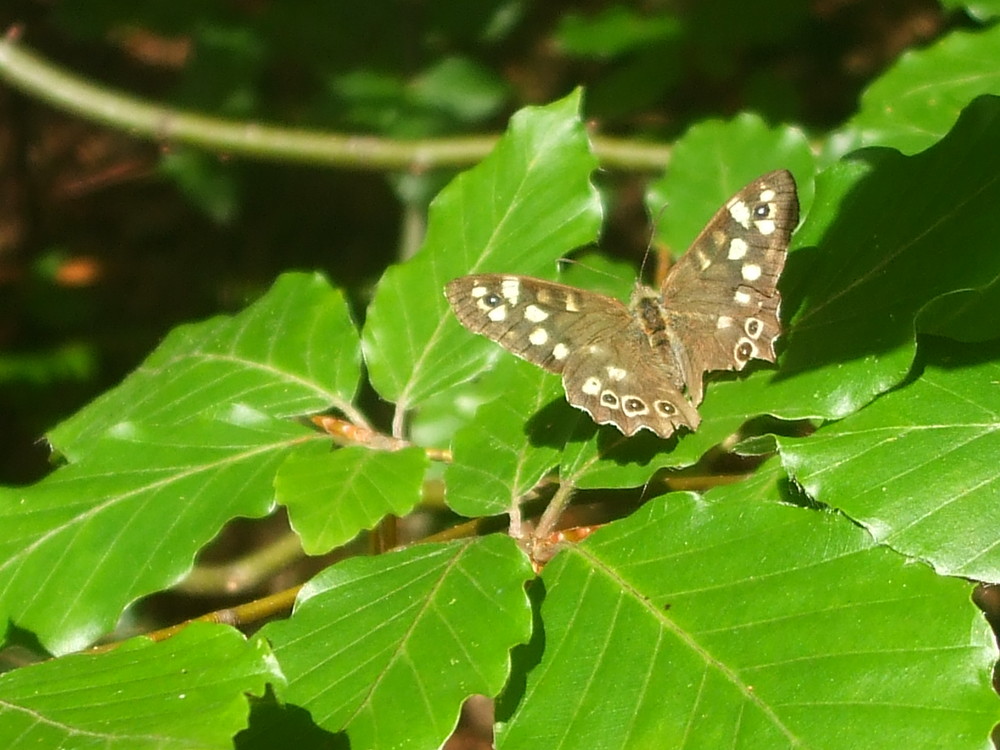 Aile brisée