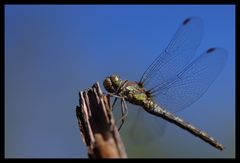 Ailes bleues.