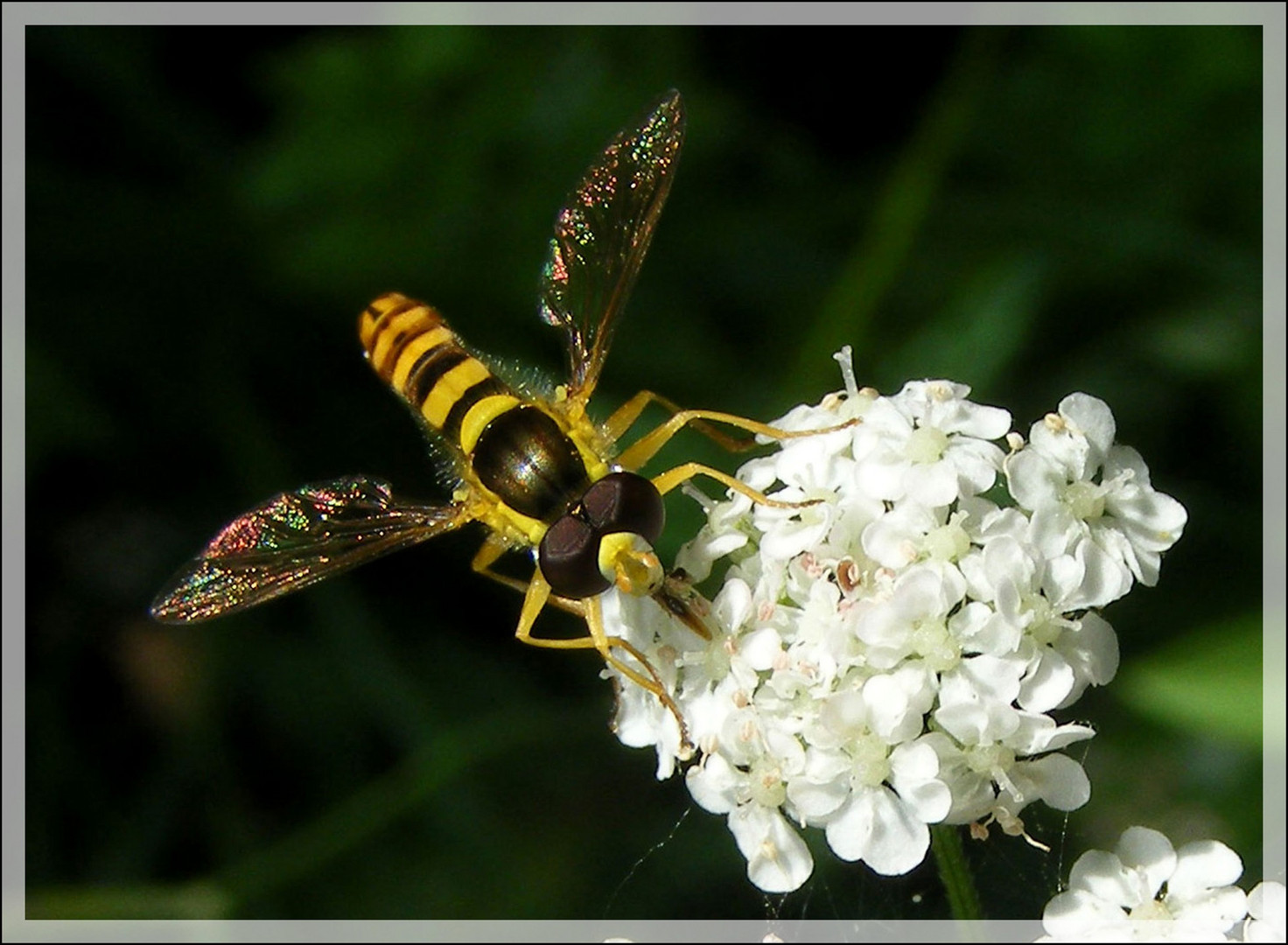 AILES EN FETE