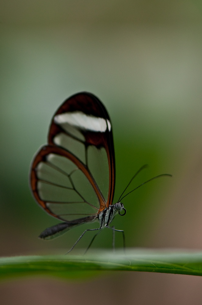 Ailes transparentes