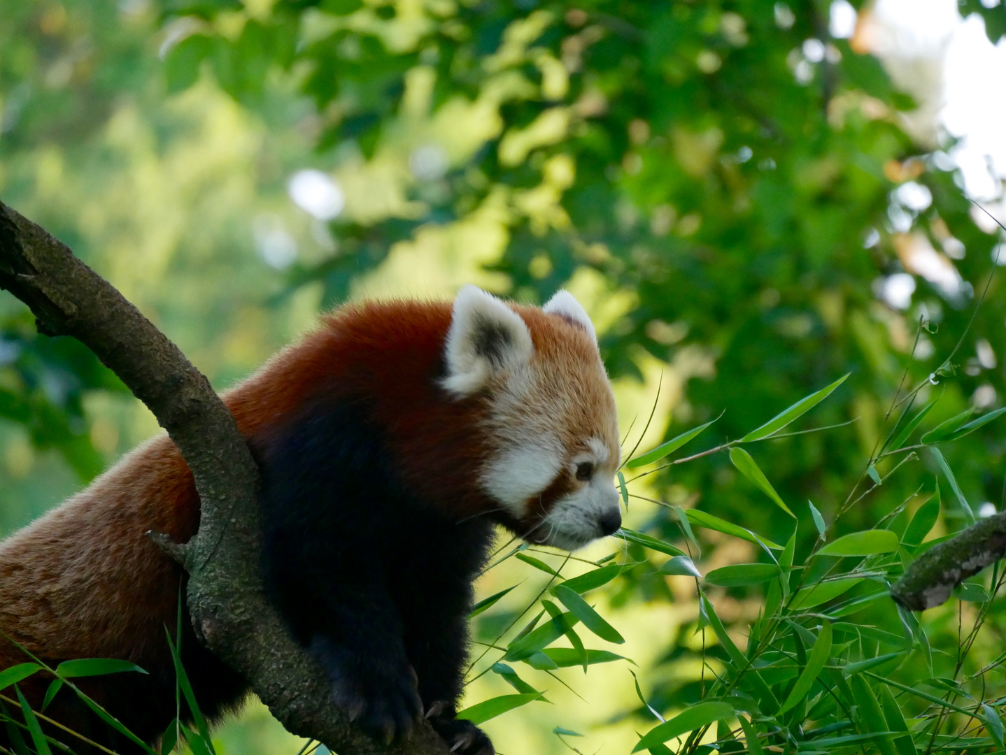 Ailurus fulgens