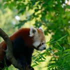 Ailurus fulgens