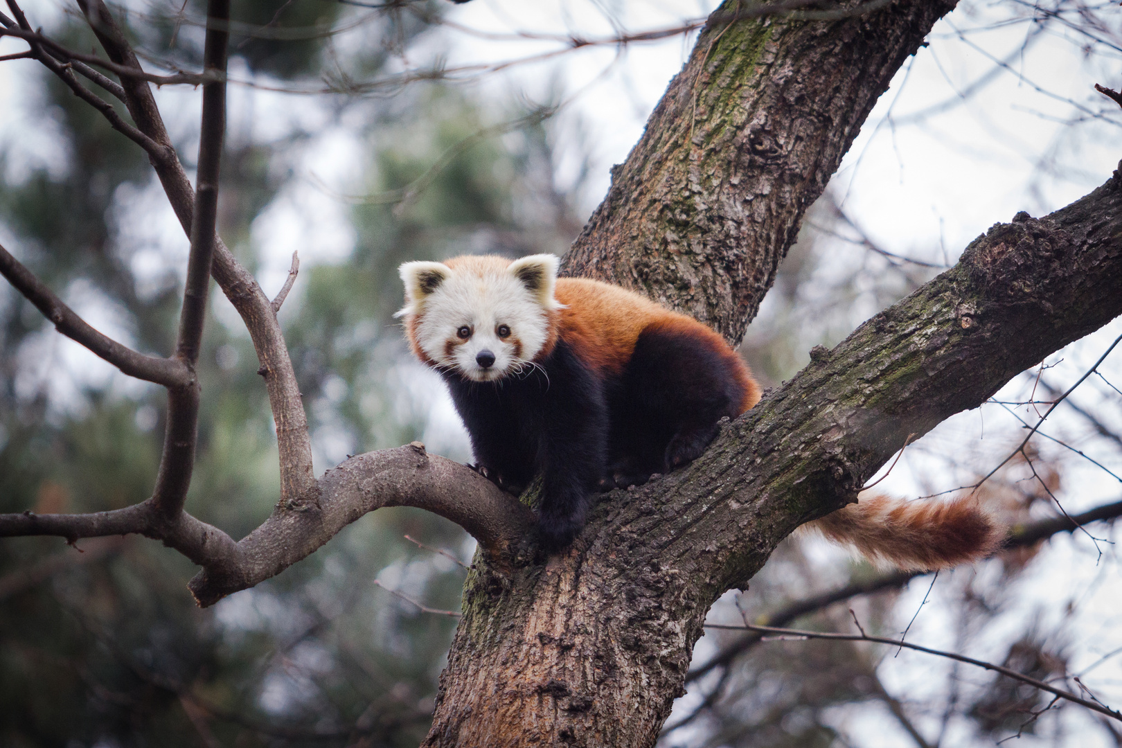 ailurus fulgens