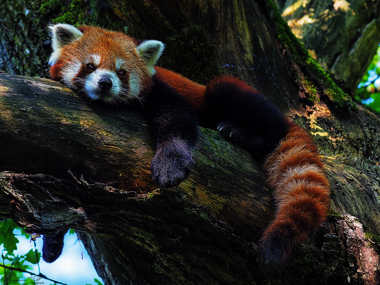 Ailurus fulgens