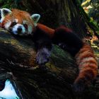 Ailurus fulgens