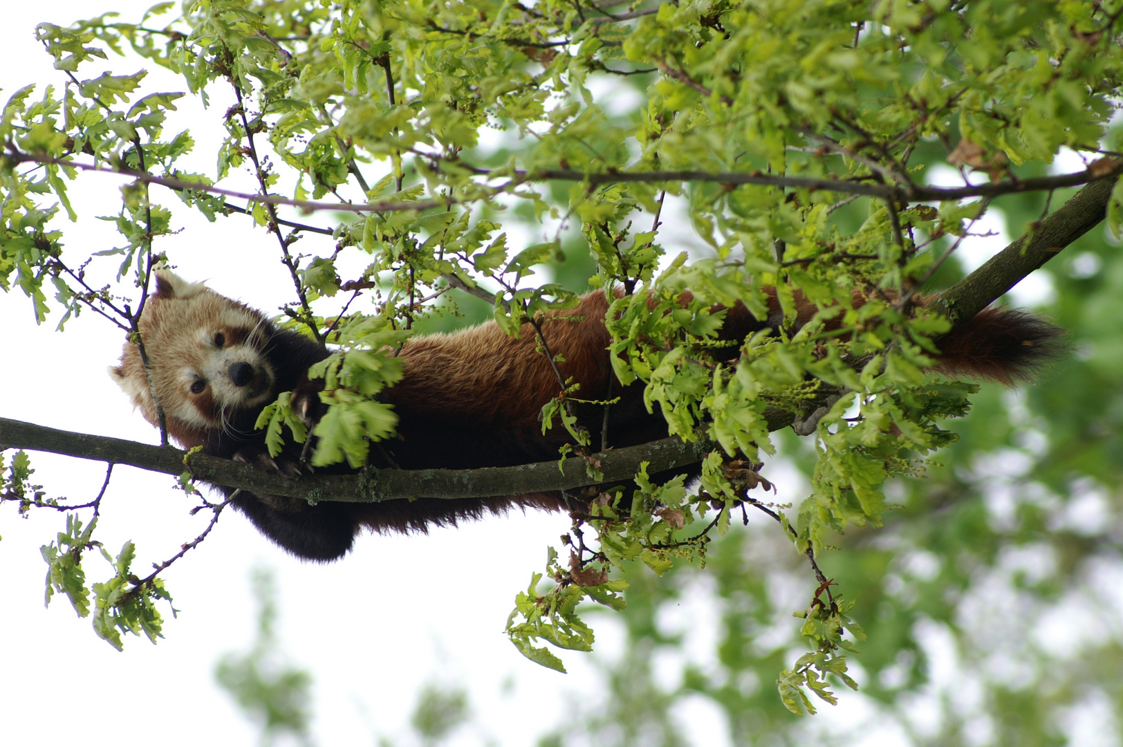 Ailurus fulgens fulgens