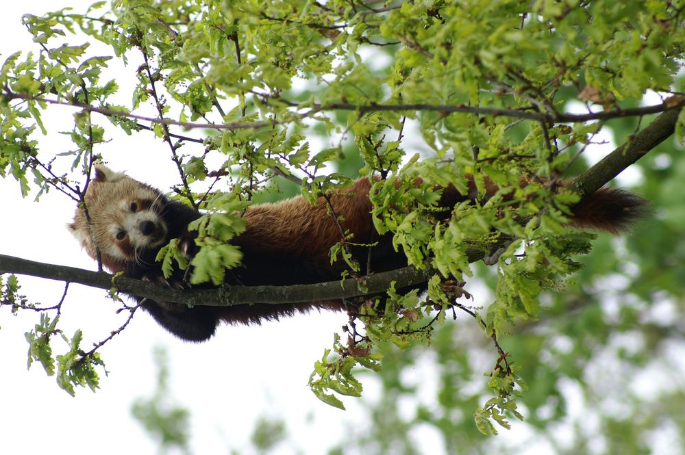 Ailurus fulgens fulgens