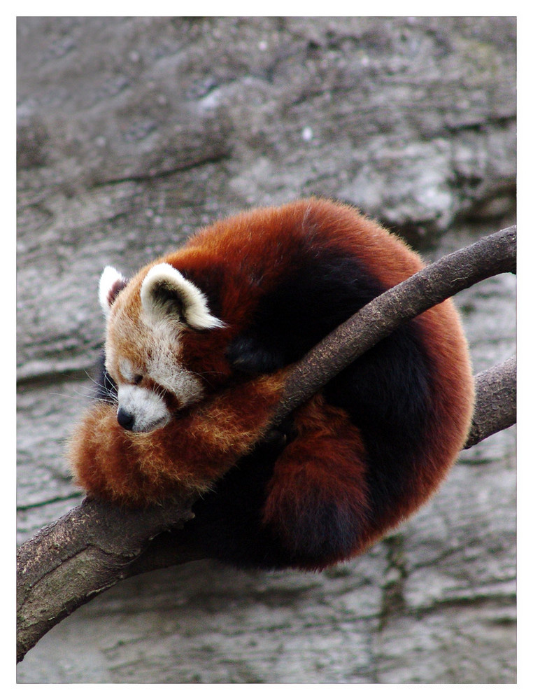 Ailurus fulgens - Kleiner Panda von Steinböckchen