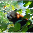 Ailurus fulgens- kleiner Panda