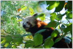 Ailurus fulgens- kleiner Panda