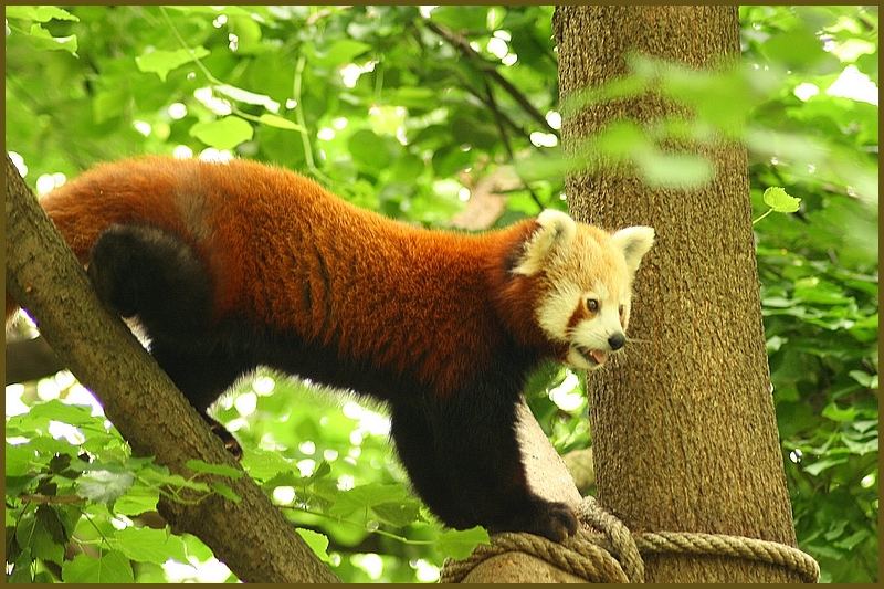 Ailurus fulgens No. 1