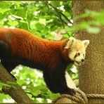 Ailurus fulgens No. 1