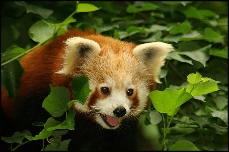 Ailurus fulgens No. 2