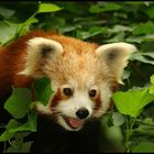 Ailurus fulgens No. 2