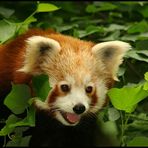 Ailurus fulgens No. 2