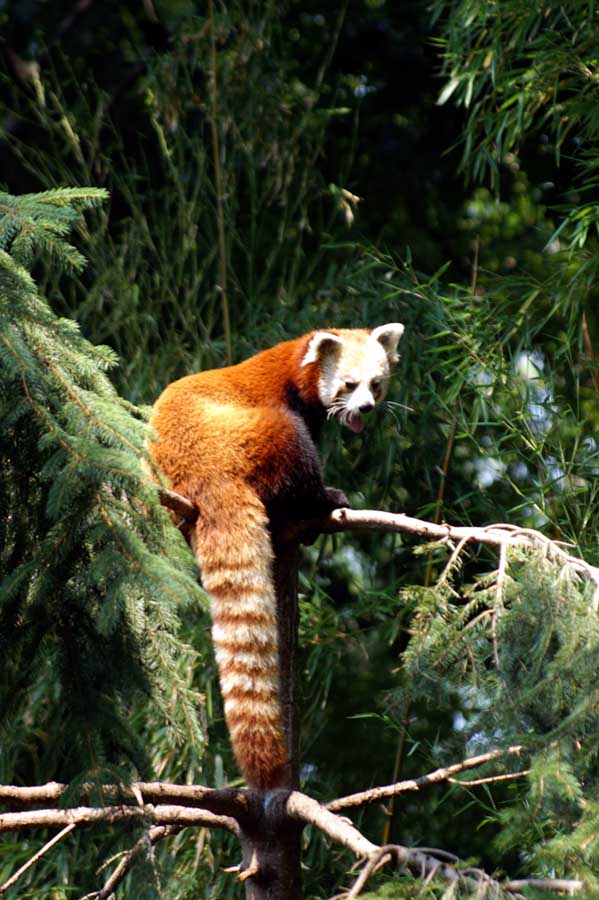 Ailurus fulgens (Roter Panda)