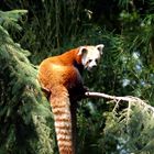 Ailurus fulgens (Roter Panda)