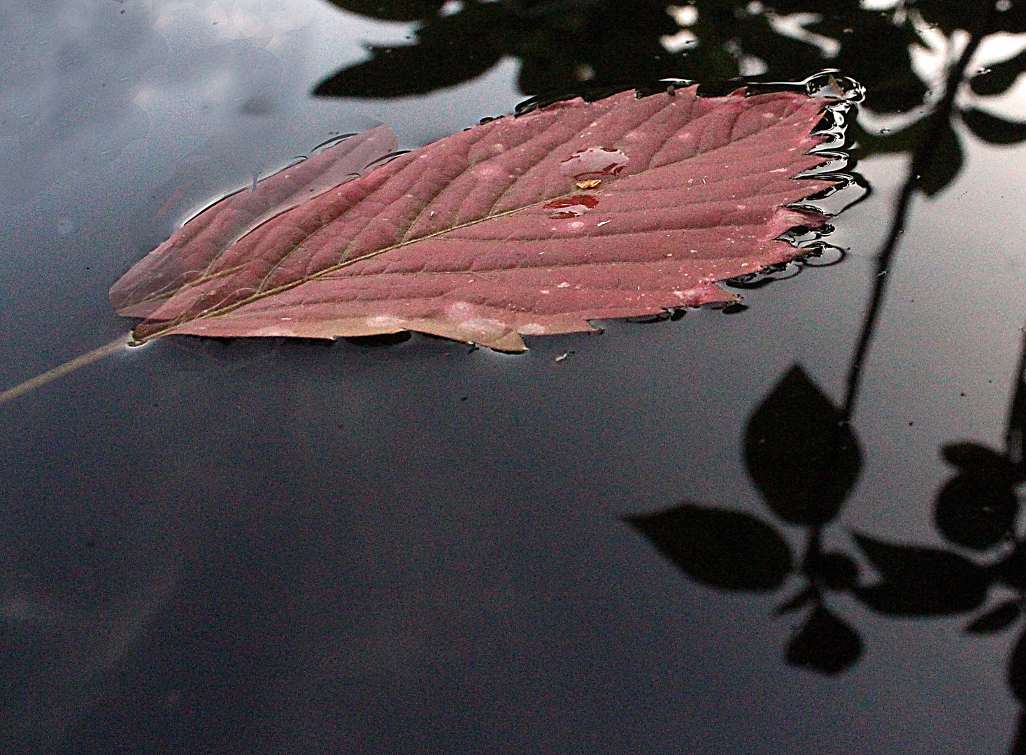 Ainsi va.....l'automne au fil de l'eau