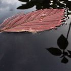 Ainsi va.....l'automne au fil de l'eau