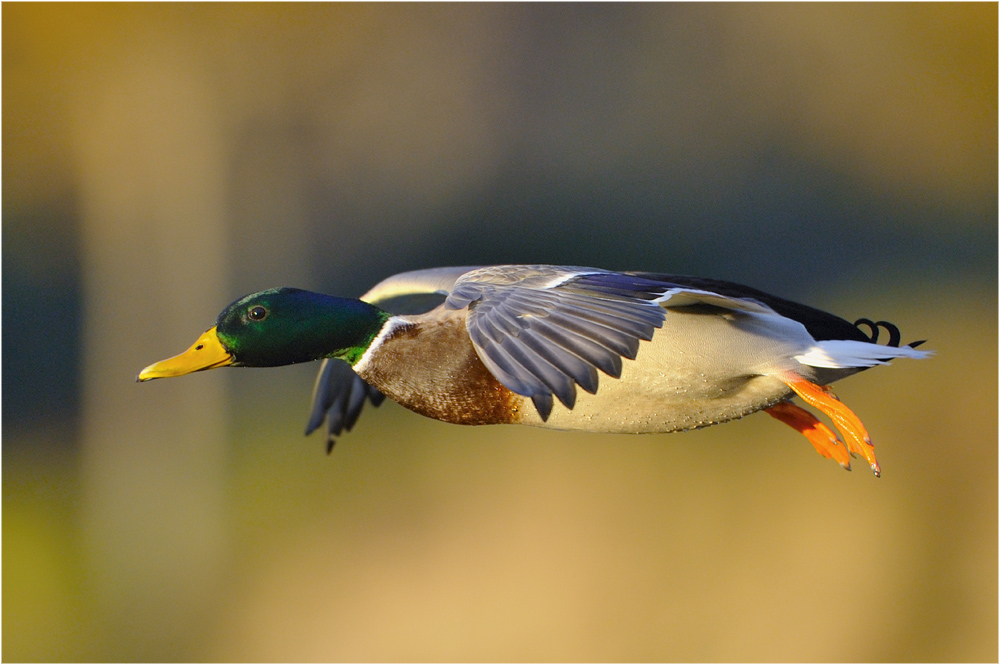 Air Duck