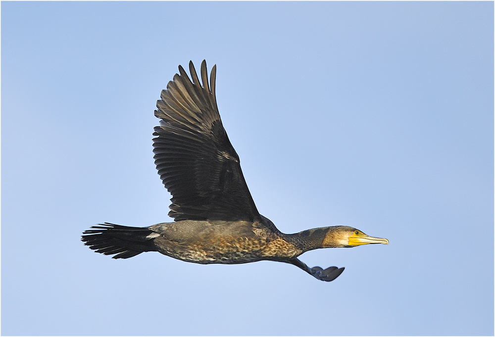 Air Kormoran