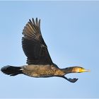 Air Kormoran