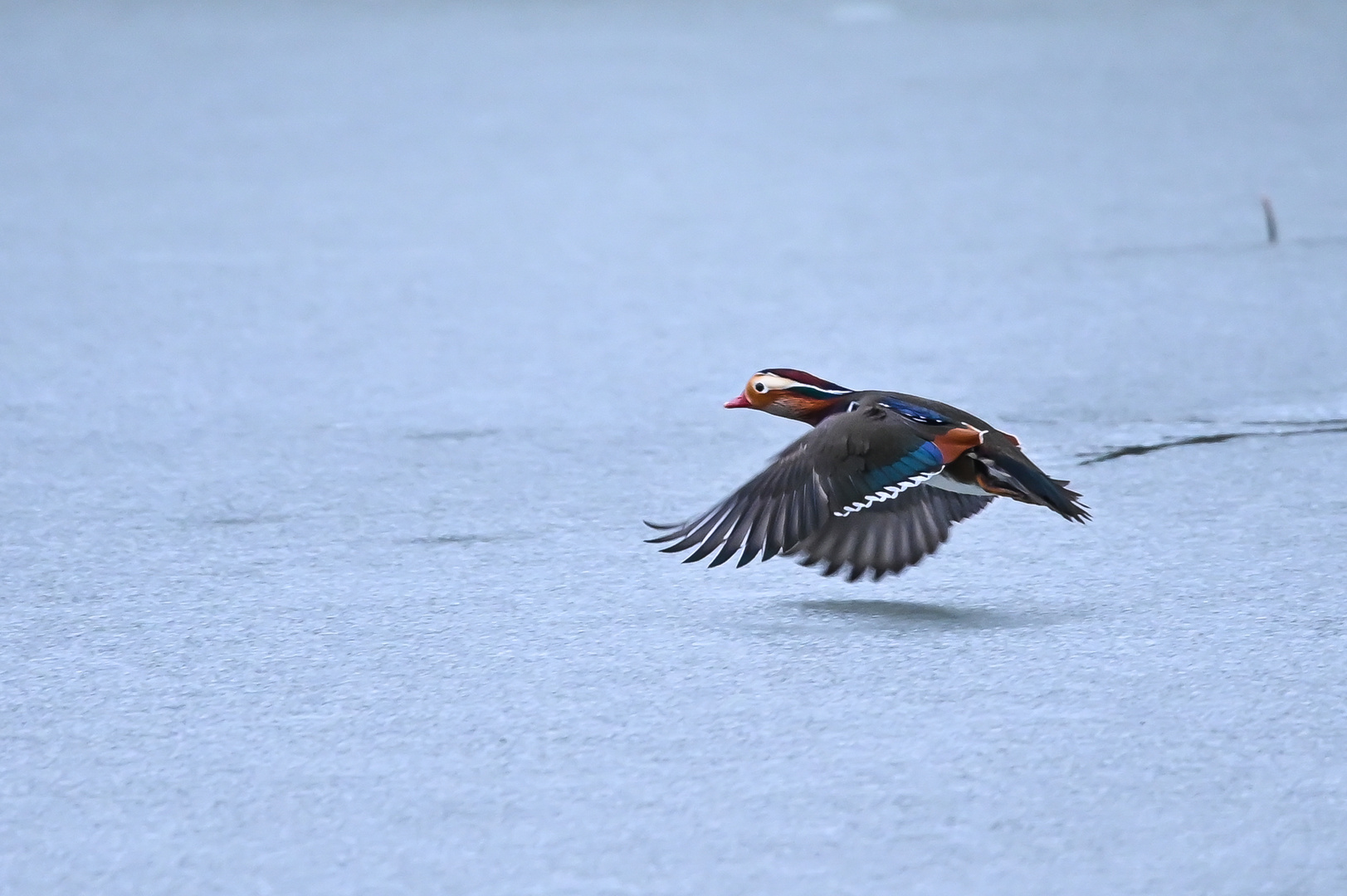 Air Mandarin