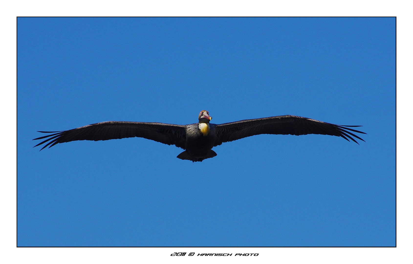 Air Pelican