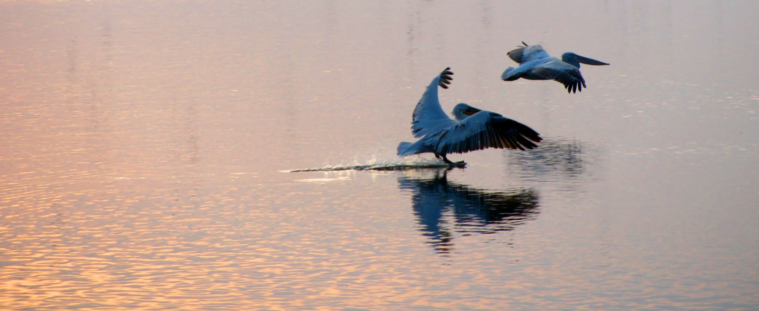 AIR PELICAN ALIGHTING.....