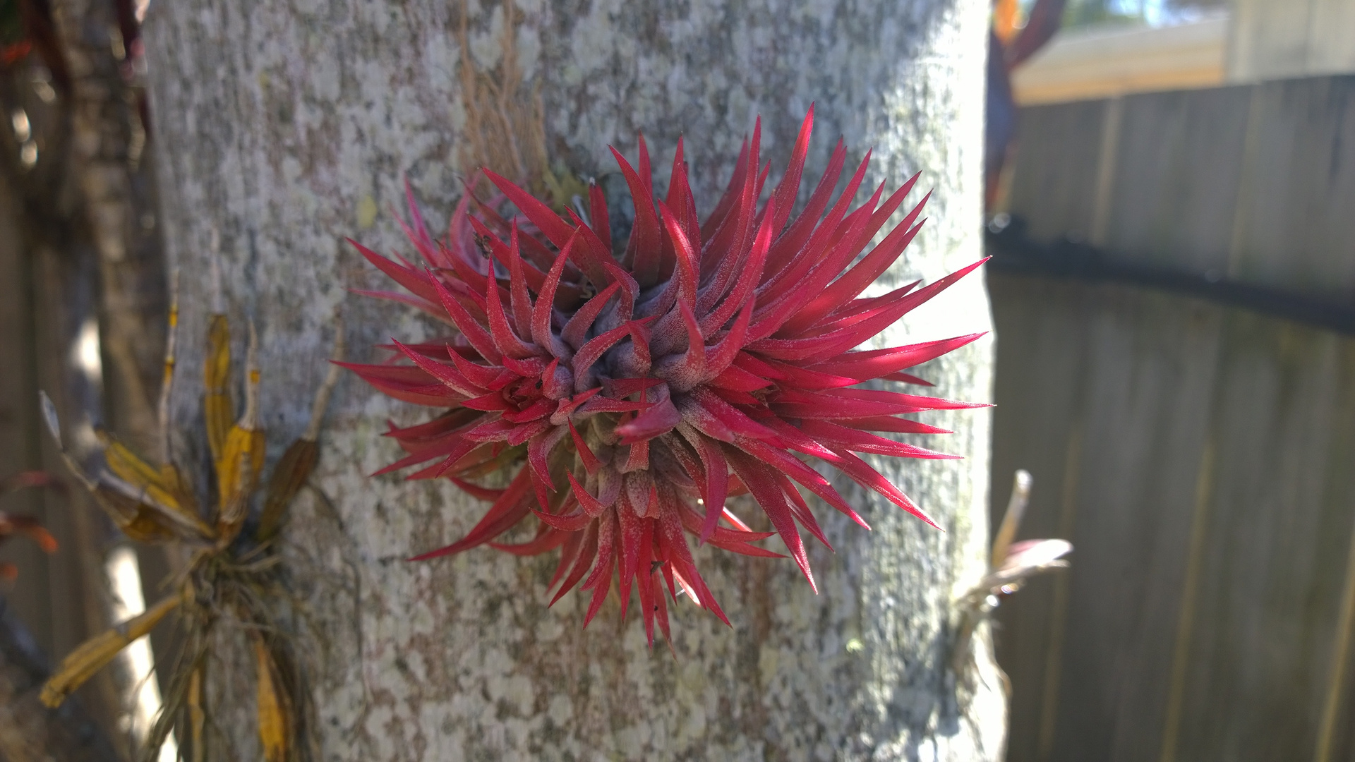 Air plant, clings to tree.