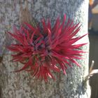 Air plant, clings to tree.