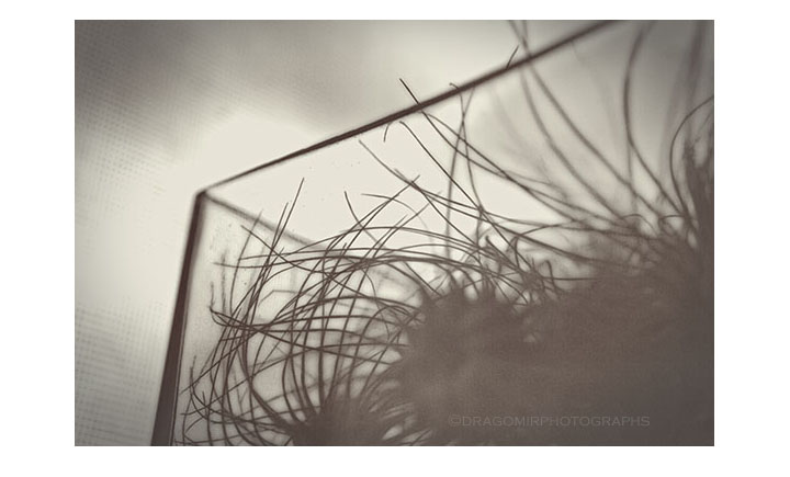 Air Plant One 2