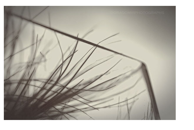 Air Plant One 3