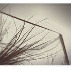 Air Plant One 3