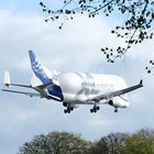 Airbus Beluga XL über dem Jenischpark