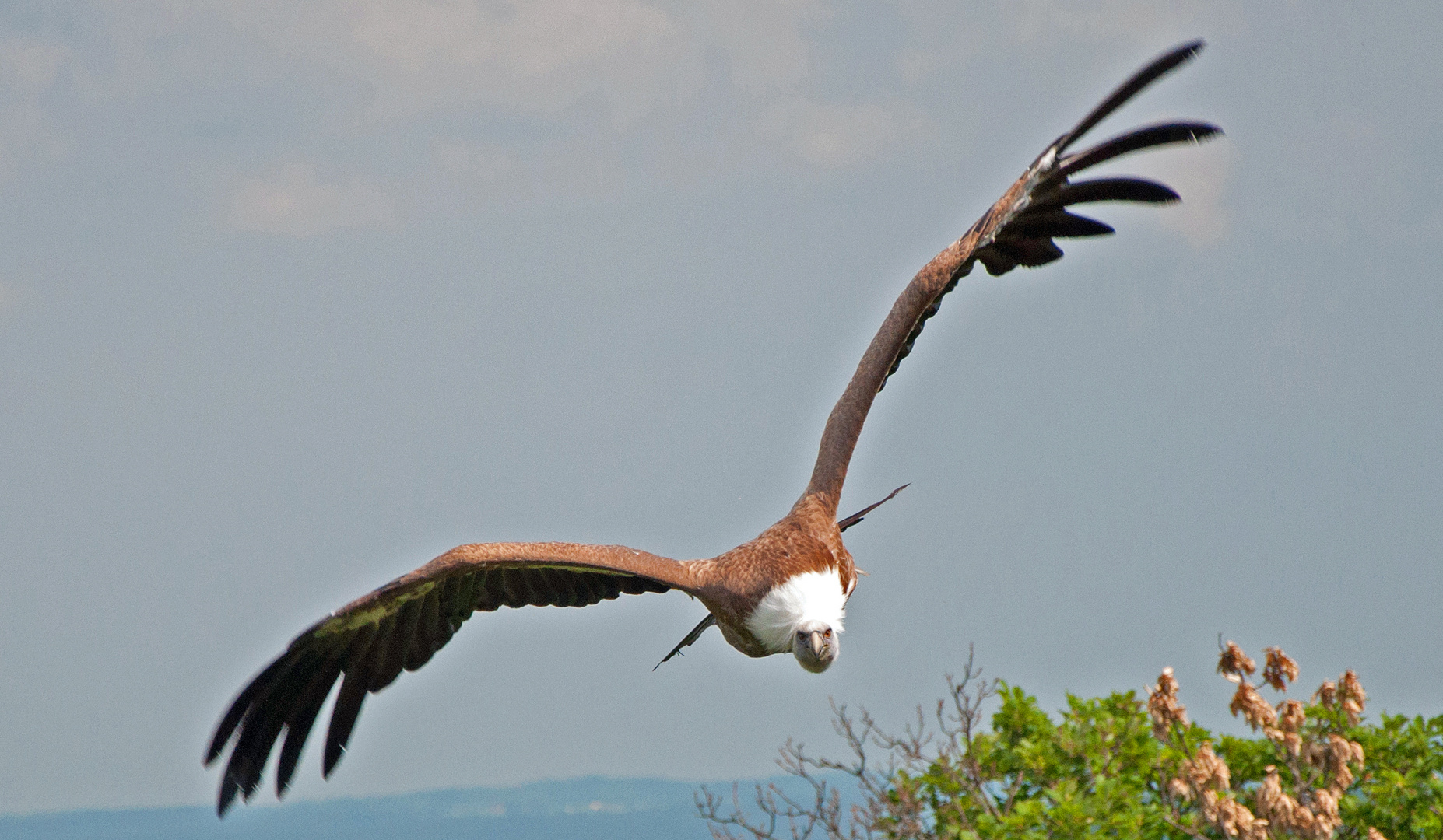 Airbus im Anflug