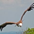 Airbus im Anflug