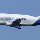 Airbus Werksflugzeug BELUGA 1 