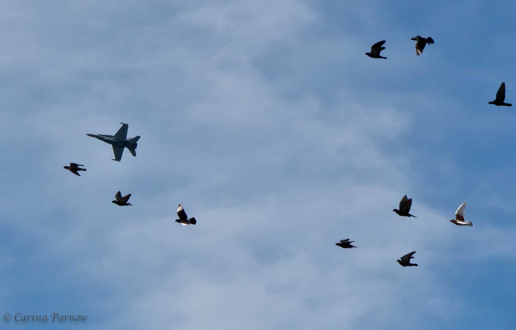 aircraft and birds