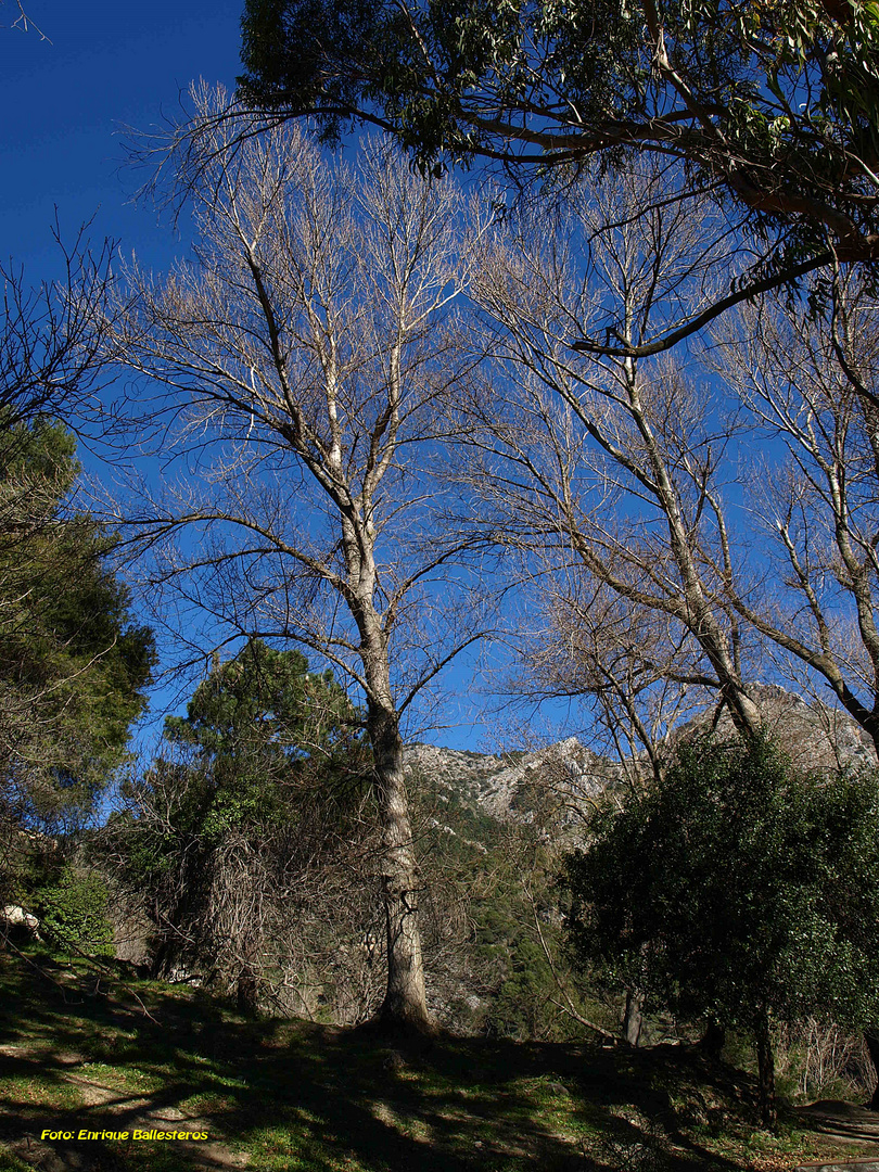 Aire libre