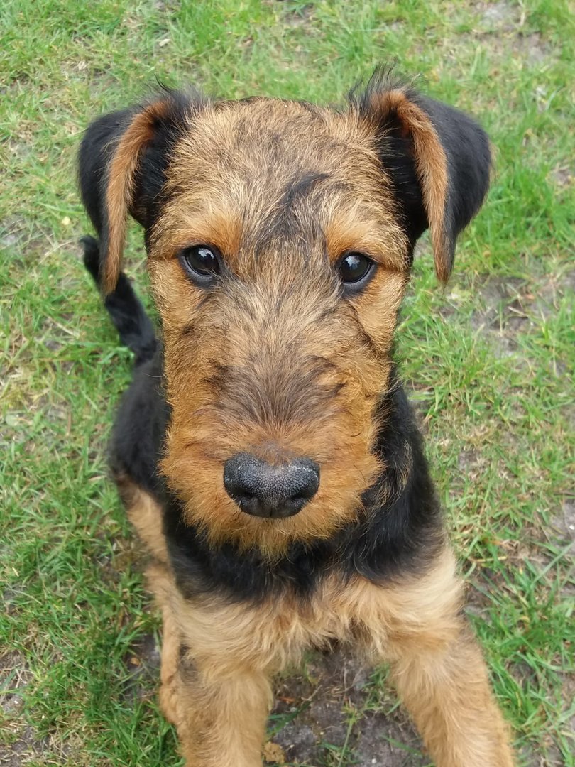 Airedael Terrier Baby