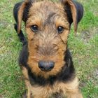 Airedael Terrier Baby