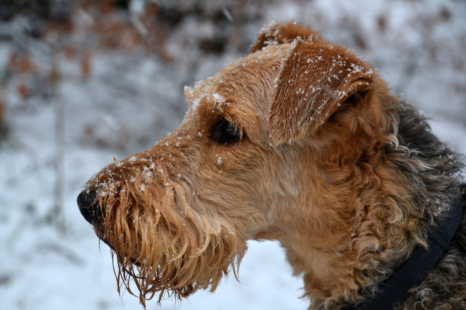 Airedale Foto & Bild | tiere, haustiere, hunde Bilder auf fotocommunity