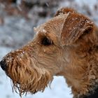 Airedale