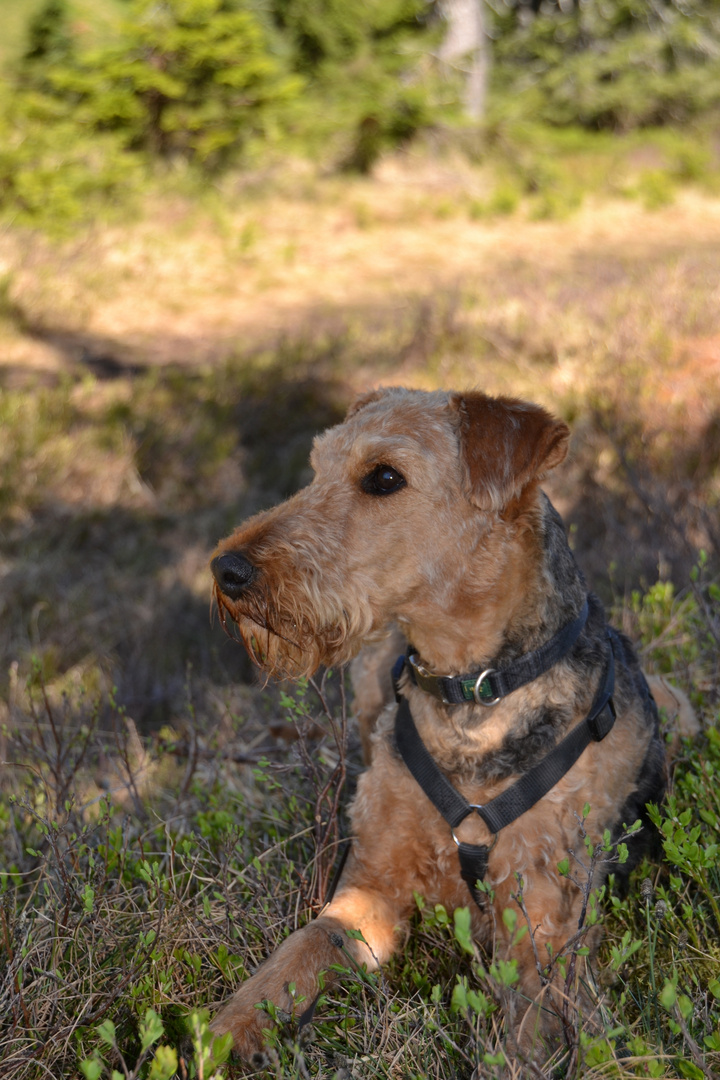 Airedale