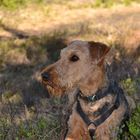 Airedale