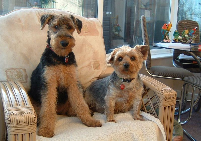 Airedale and Yorkshire Terrier