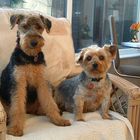 Airedale and Yorkshire Terrier